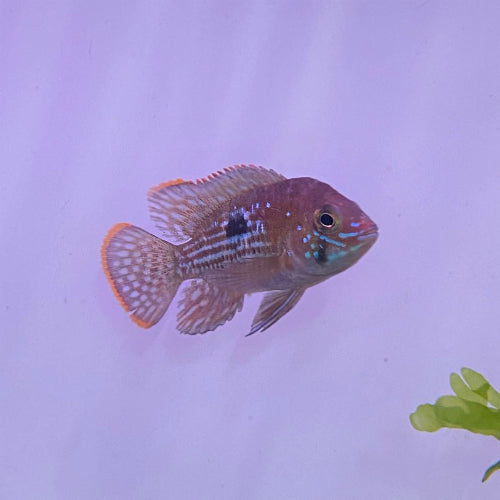 Green Terror Cichlid 2.0–2.5” – Live Freshwater Fish – Vibrant South American