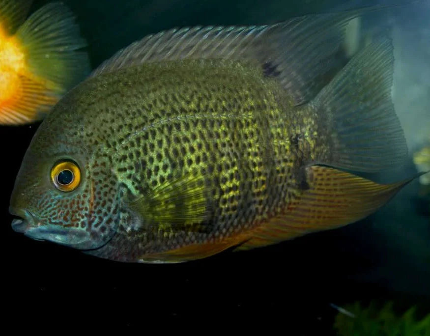 2-Pack Green Severum 1.5–2.0” – Live Freshwater South American Cichlid Fish