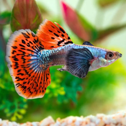 10-Pack Dumbo Ear Male Guppy Live Freshwater Aquarium Fish Premium Colorful Rare
