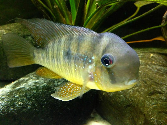 Geophagus Balzanii 1.75–2.0” – Peaceful South American Freshwater Cichlid Fish