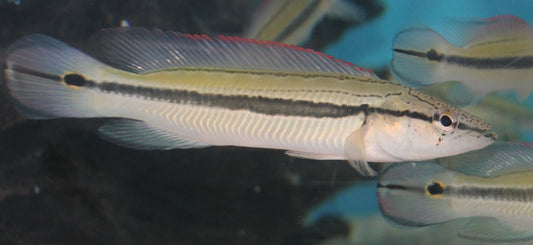Strigata Pike Cichlid Orinoco 8–9” Live Rare South American Predator Fish