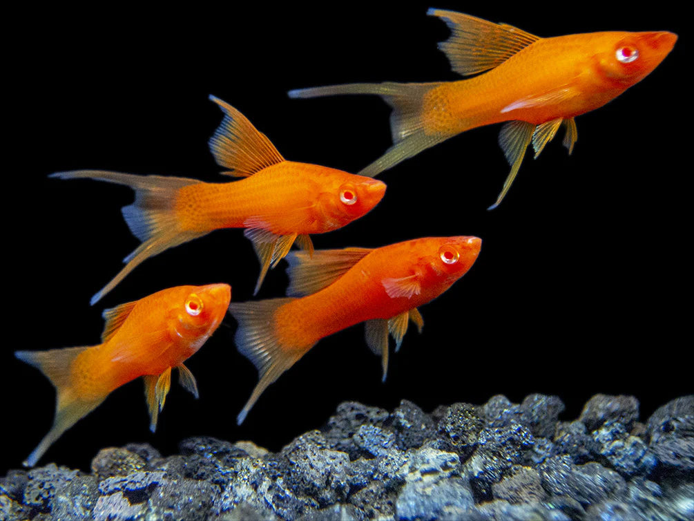 3-Pack Vampire Swordtail Live Fish Premium Colorful Freshwater Aquarium
