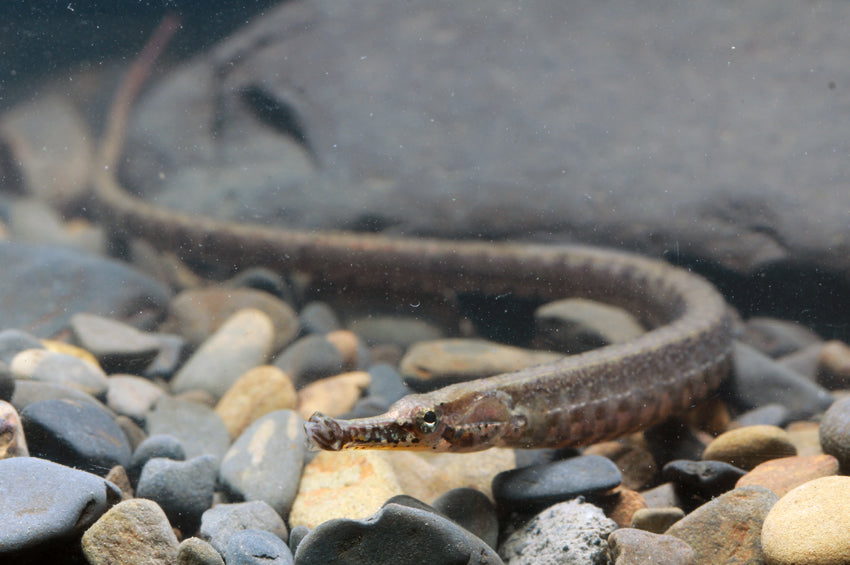 African Pipefish 4.5–5.5” – Rare Live Freshwater Pipefish – Exotic Aquarium Fish