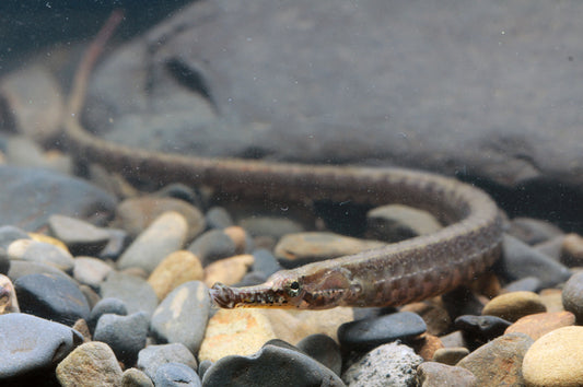 African Pipefish 4.5–5.5” – Rare Live Freshwater Pipefish – Exotic Aquarium Fish