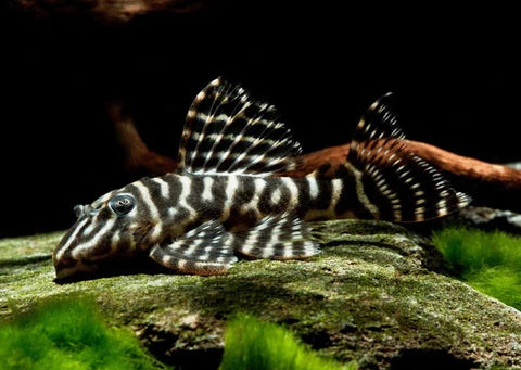 Pleco Zebra Brown L129 1.5-2 Inch Live Freshwater Fish Aquarium Rare Pro Premium