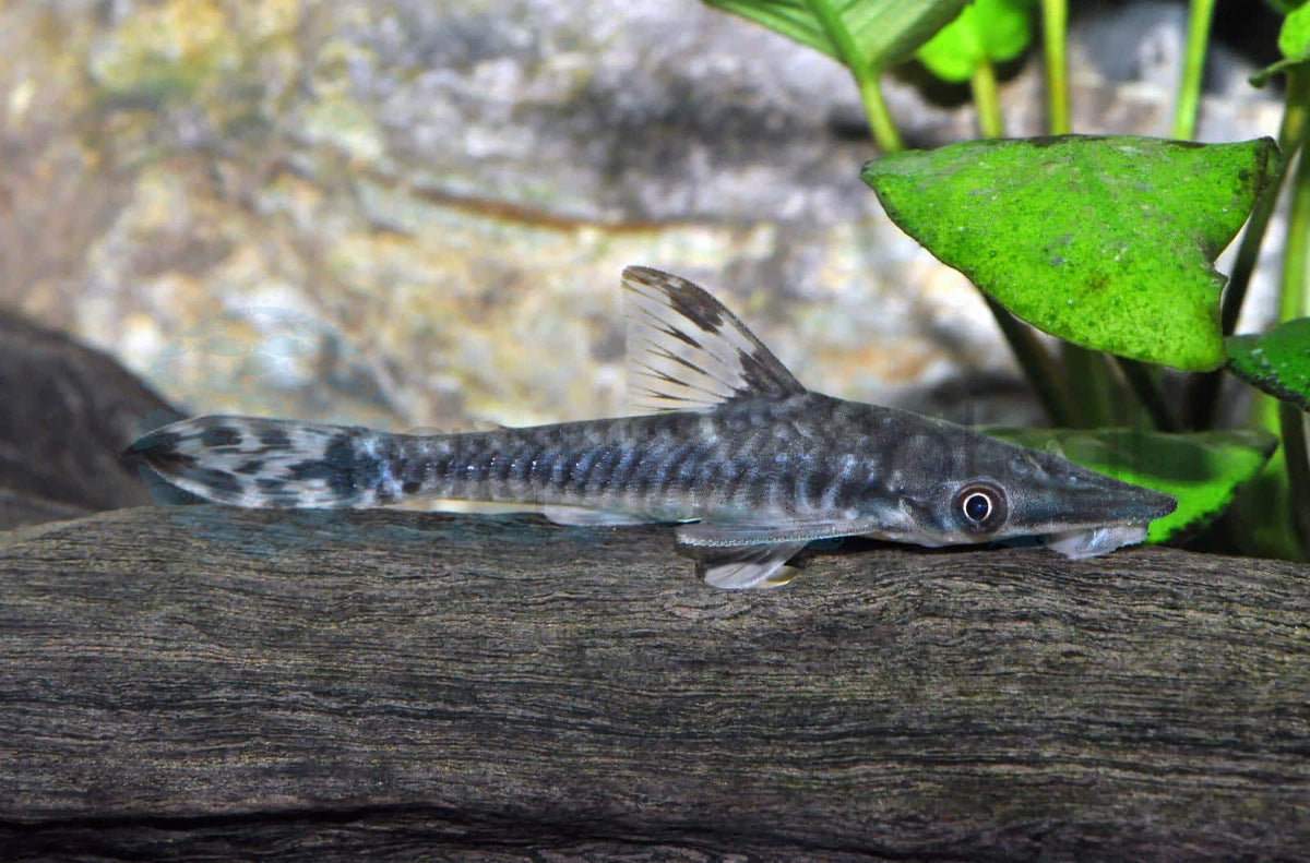 3-Pack Giant Otocinclus 1.5–1.75" Hypoptopoma Gulare Live Freshwater Fish