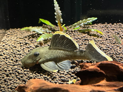 Pleco L047 Mango 2.5-3" Live Freshwater Fish Rare L Number Catfish Bright