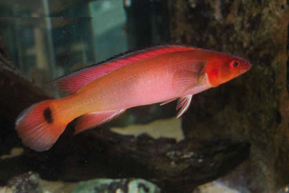 Fire Red Pike Cichlid 7-8 Inch Live Freshwater Predator Aquarium Fish XL
