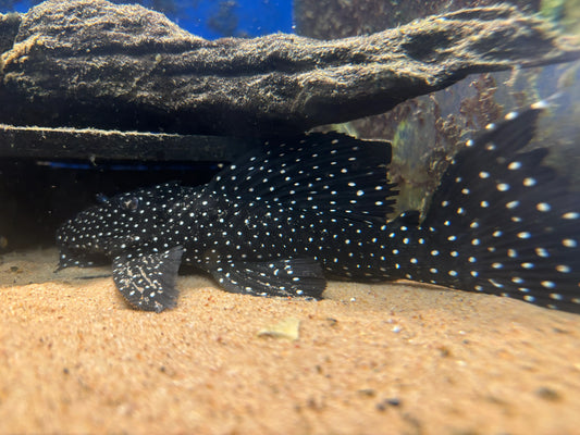 Pleco L240 Galaxy 4-4.5 Inch Live Freshwater Catfish Aquarium Rare Pleco