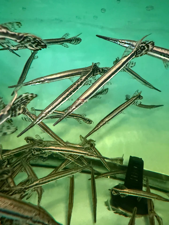 Longnose Gar Lepisosteus Osseus 4-5 Inch Live Freshwater Predator Fish XL