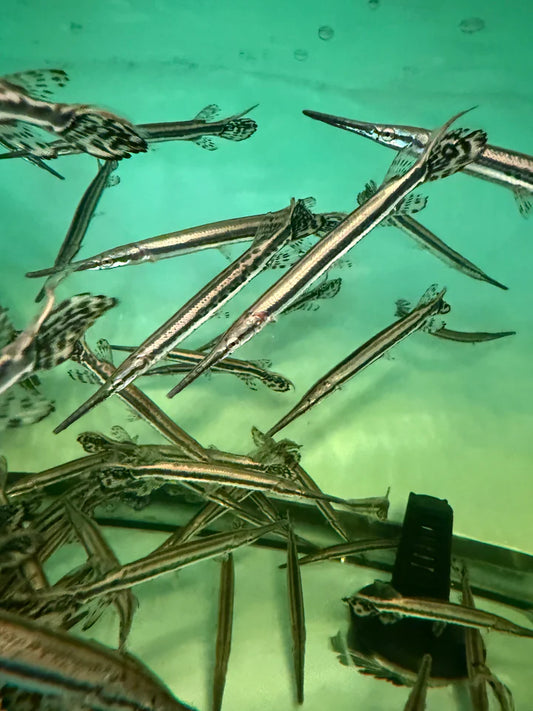 Longnose Gar Lepisosteus Osseus 4-5 Inch Live Freshwater Predator Fish XL