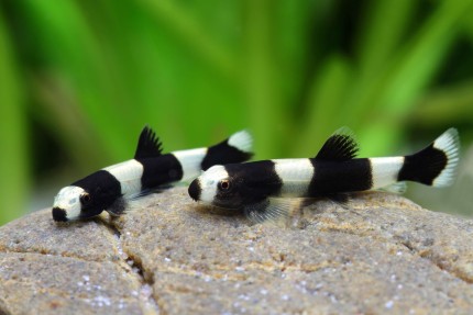 2-Pack Panda Loach (1 Inch) – Rare Algae Eater – Live Freshwater Aquarium Fish
