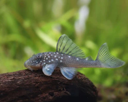 Blue Phantom Pleco L128 1-1.5 Inch Live Freshwater Aquarium Catfish Rare