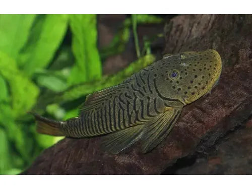 2-Pack Rubbernose Pleco L146 1.5–2.0” – Peaceful Freshwater Aquarium Bottom Fish