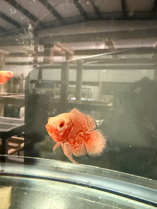 Albino Red Tiger Nemo Cichlid 3 Inch Live Freshwater Fish Aquarium Rare
