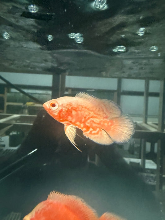 Albino Red Tiger Nemo Cichlid 3 Inch Live Freshwater Fish Aquarium Rare