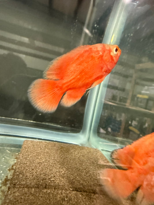 Red Chili Oscar Cichlid 3″ – Live Vibrant Red Oscar Fish, Hardy Amazon Cichlid