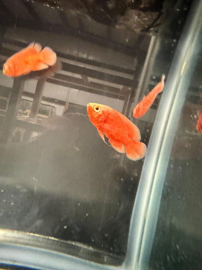 Red Chili Oscar Cichlid 3″ – Live Vibrant Red Oscar Fish, Hardy Amazon Cichlid