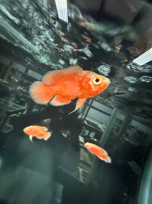 Red Chili Oscar Cichlid 3″ – Live Vibrant Red Oscar Fish, Hardy Amazon Cichlid