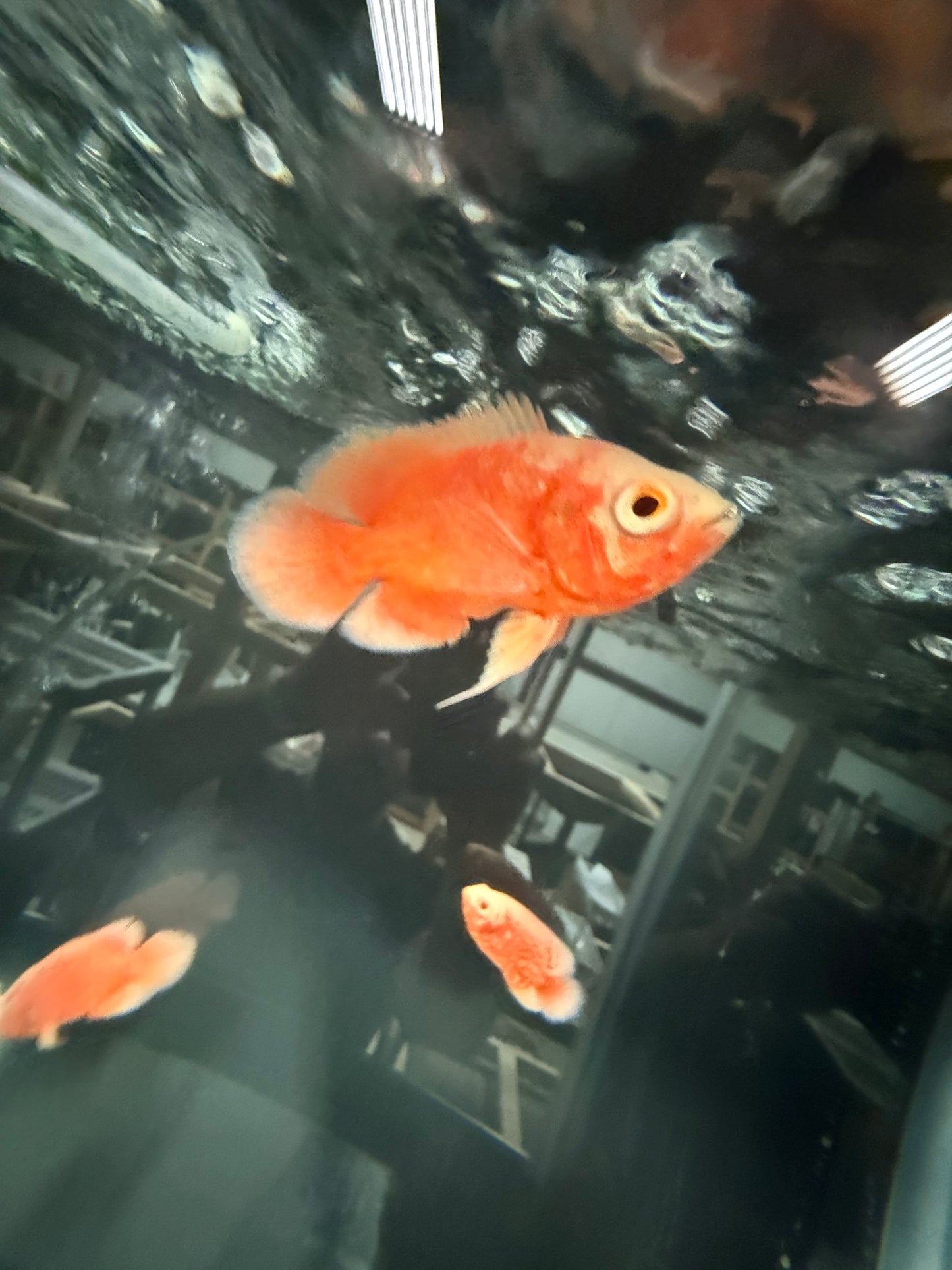 Red Chili Oscar Cichlid 3″ – Live Vibrant Red Oscar Fish, Hardy Amazon Cichlid