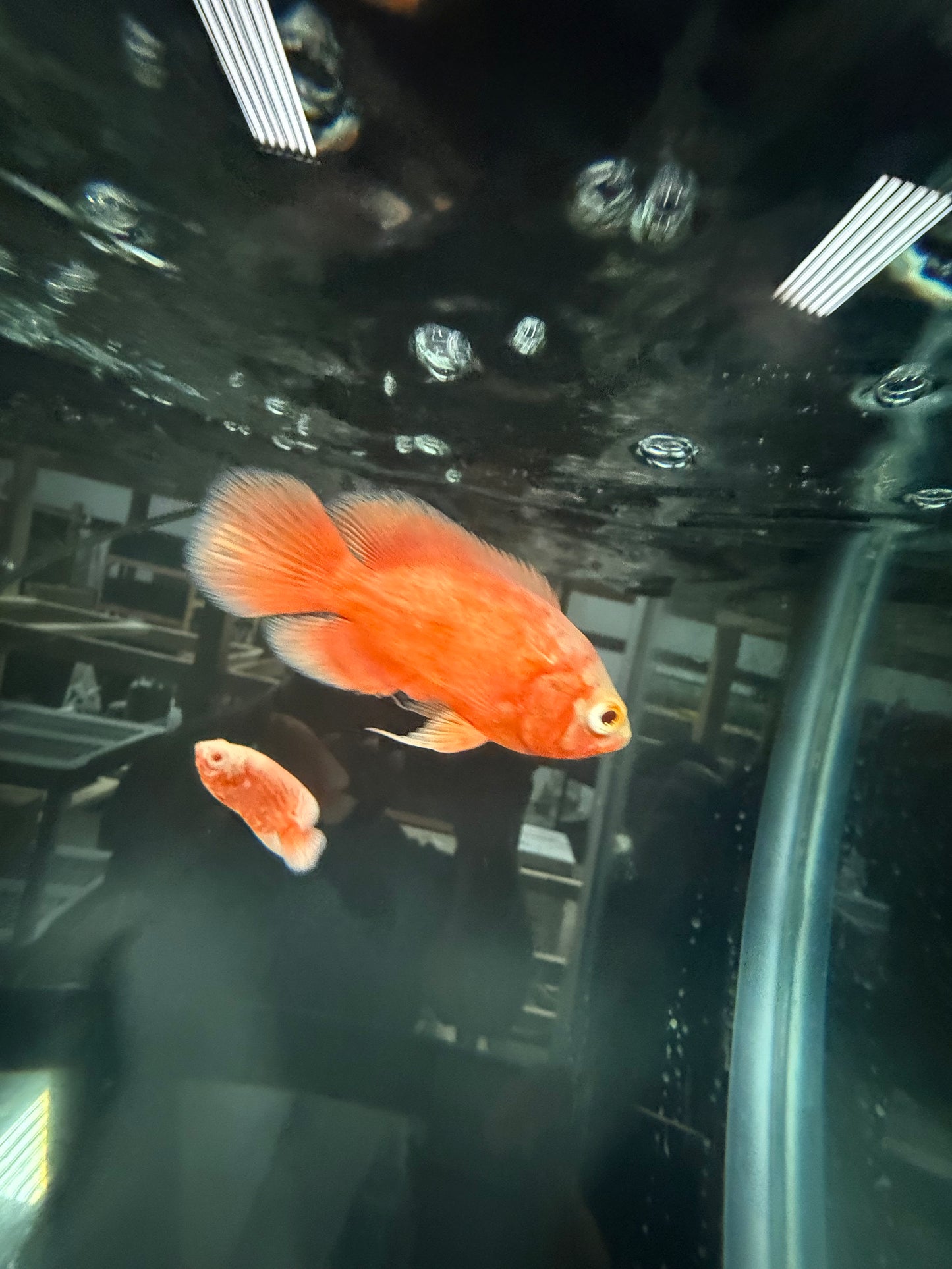 Red Chili Oscar Cichlid 3″ – Live Vibrant Red Oscar Fish, Hardy Amazon Cichlid