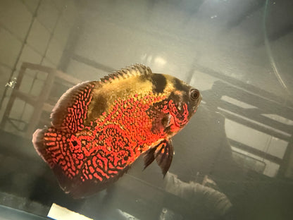 Tiger Oscar 4-5” – Live Freshwater Cichlid for Large Aquarium Setups