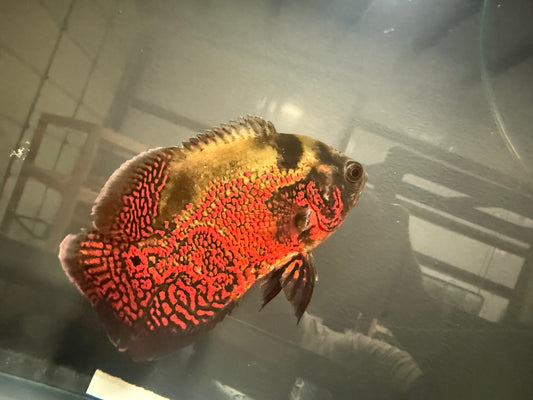 Tiger Oscar 4-5” – Live Freshwater Cichlid for Large Aquarium Setups