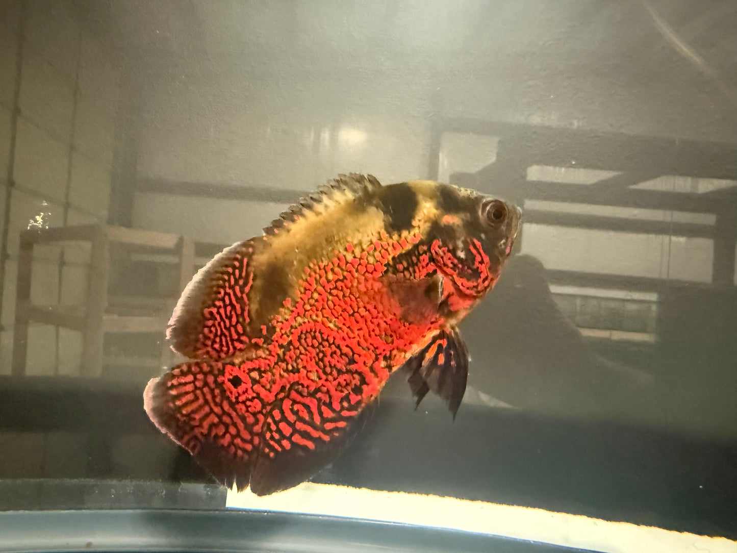 Tiger Oscar 4-5” – Live Freshwater Cichlid for Large Aquarium Setups