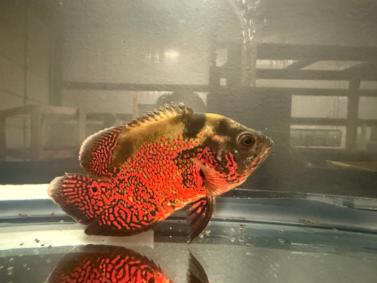Tiger Oscar 4-5” – Live Freshwater Cichlid for Large Aquarium Setups