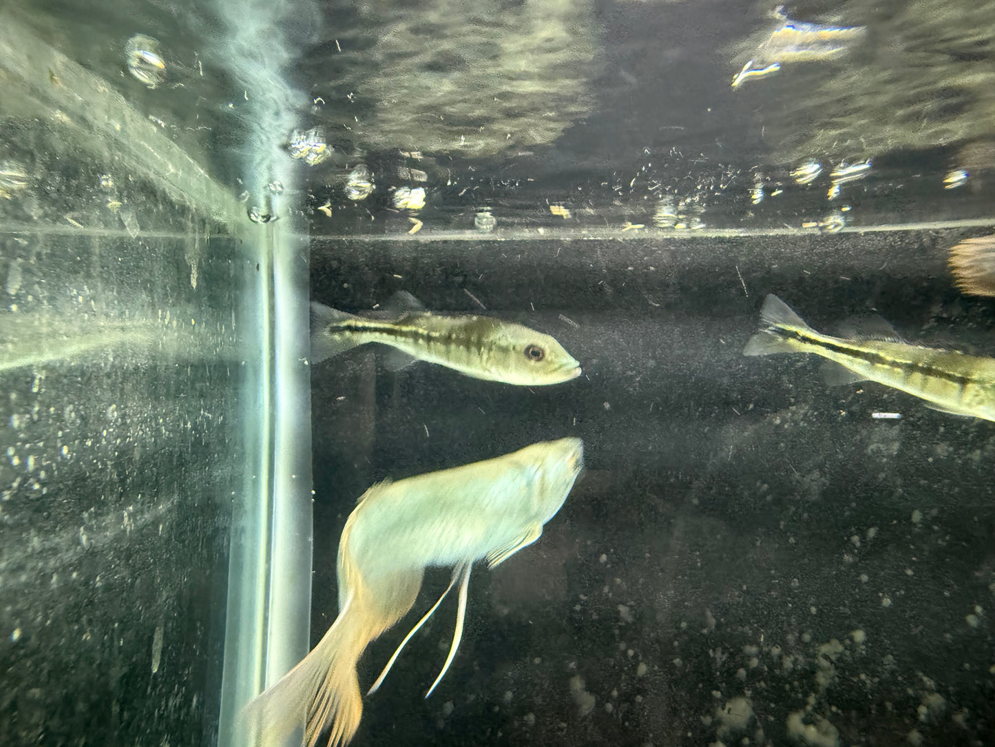 Peacock Bass Intermedia 2–2.5” Live Fish – Rare Predator Cichlid Aquariums