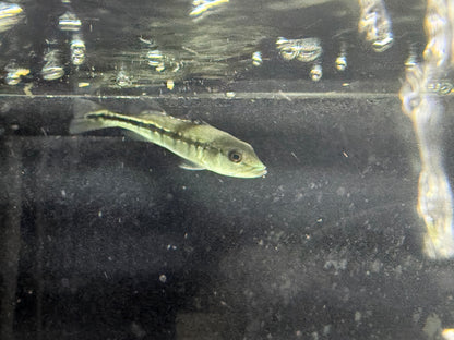 Peacock Bass Intermedia 2–2.5” Live Fish – Rare Predator Cichlid Aquariums
