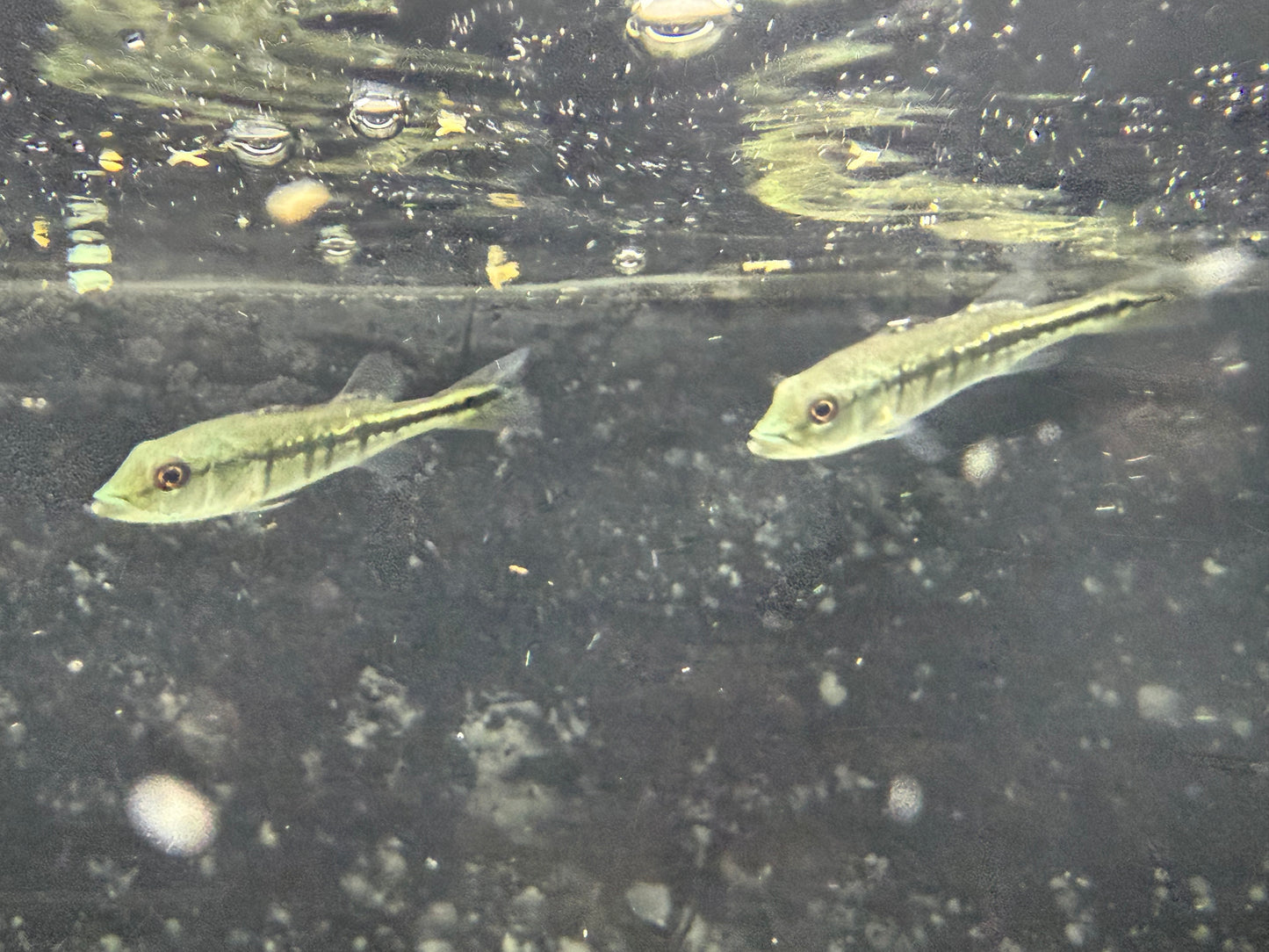 Peacock Bass Intermedia 2–2.5” Live Fish – Rare Predator Cichlid Aquariums
