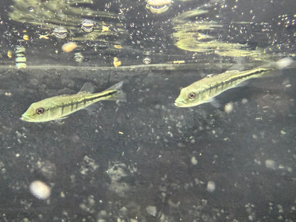 Peacock Bass Intermedia 2–2.5” Live Fish – Rare Predator Cichlid Aquariums