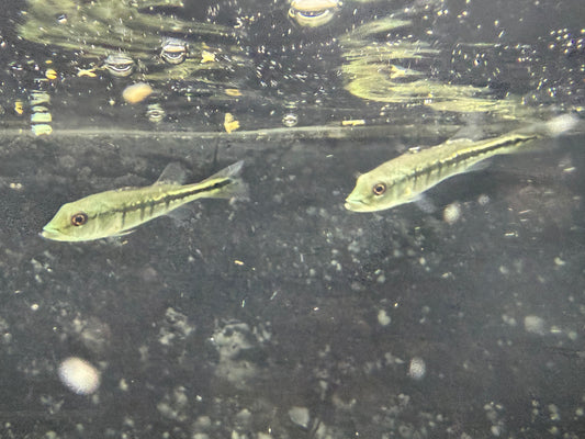 Peacock Bass Intermedia 2–2.5” Live Fish – Rare Predator Cichlid Aquariums