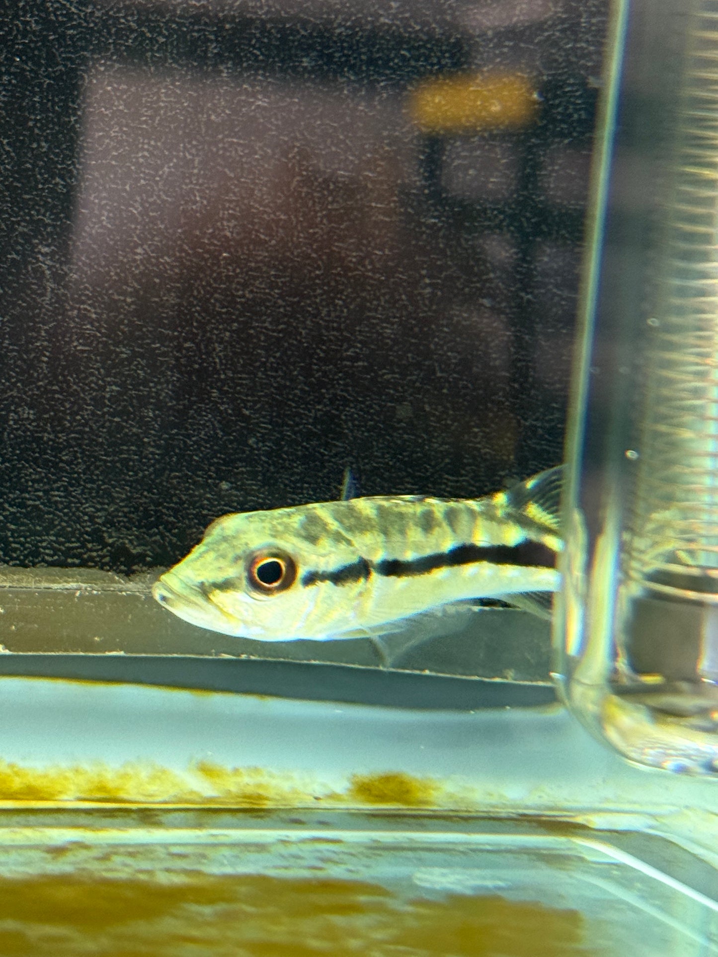 Peacock Bass Xingu 2–2.5” Live Fish – Rare Exotic Predator Cichlid Tank