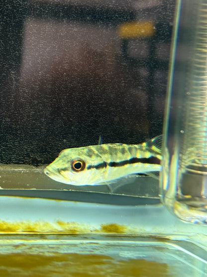 Peacock Bass Xingu 2–2.5” Live Fish – Rare Exotic Predator Cichlid Tank