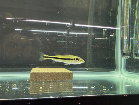 Peacock Bass Temensis 1.5–2.0” Live Fish – Giant Predator Cichlid Aquarium