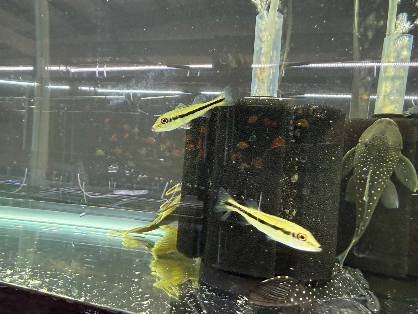 Peacock Bass Temensis 1.5–2.0” Live Fish – Giant Predator Cichlid Aquarium