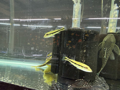 Peacock Bass Temensis 1.5–2.0” Live Fish – Giant Predator Cichlid Aquarium