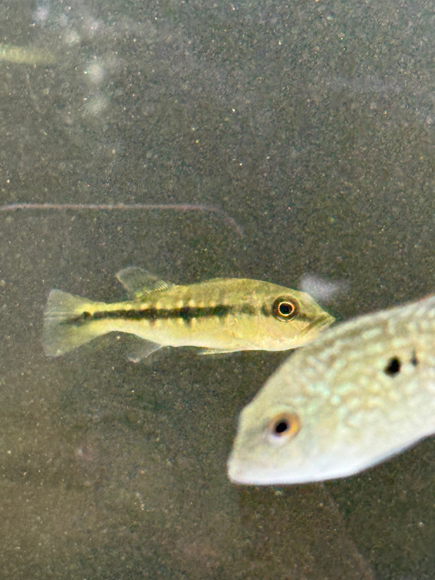 Peacock Bass Fogo 3-4” Live Fish – Rare Exotic Cichlid for Large Aquariums