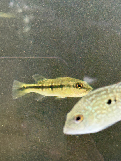 Peacock Bass Fogo 3-4” Live Fish – Rare Exotic Cichlid for Large Aquariums
