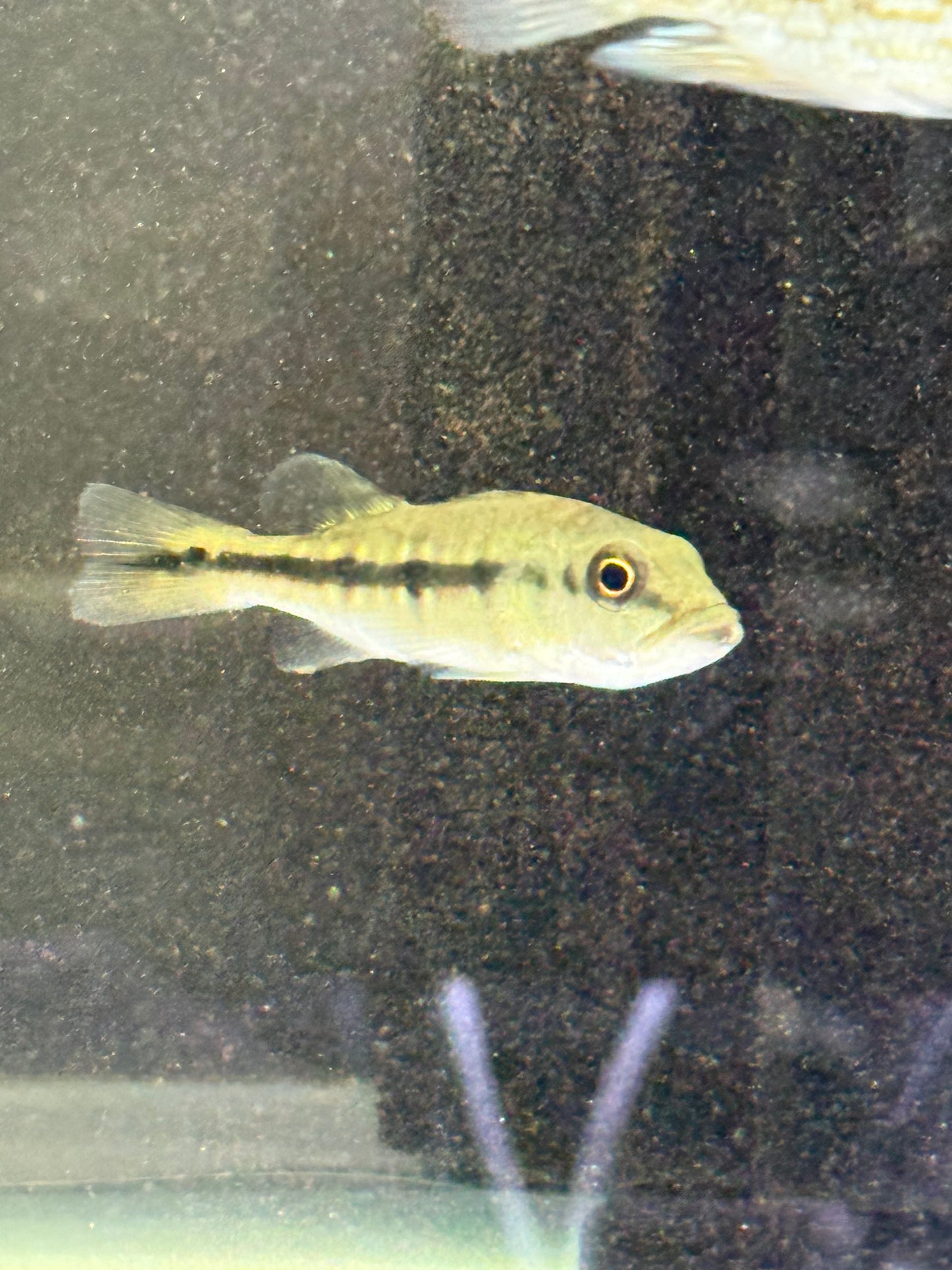Peacock Bass Fogo 3-4” Live Fish – Rare Exotic Cichlid for Large Aquariums