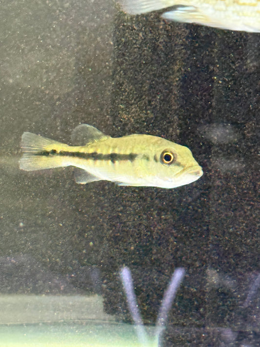 Peacock Bass Fogo 2–2.5” Live Fish – Rare Exotic Cichlid for Large Aquariums