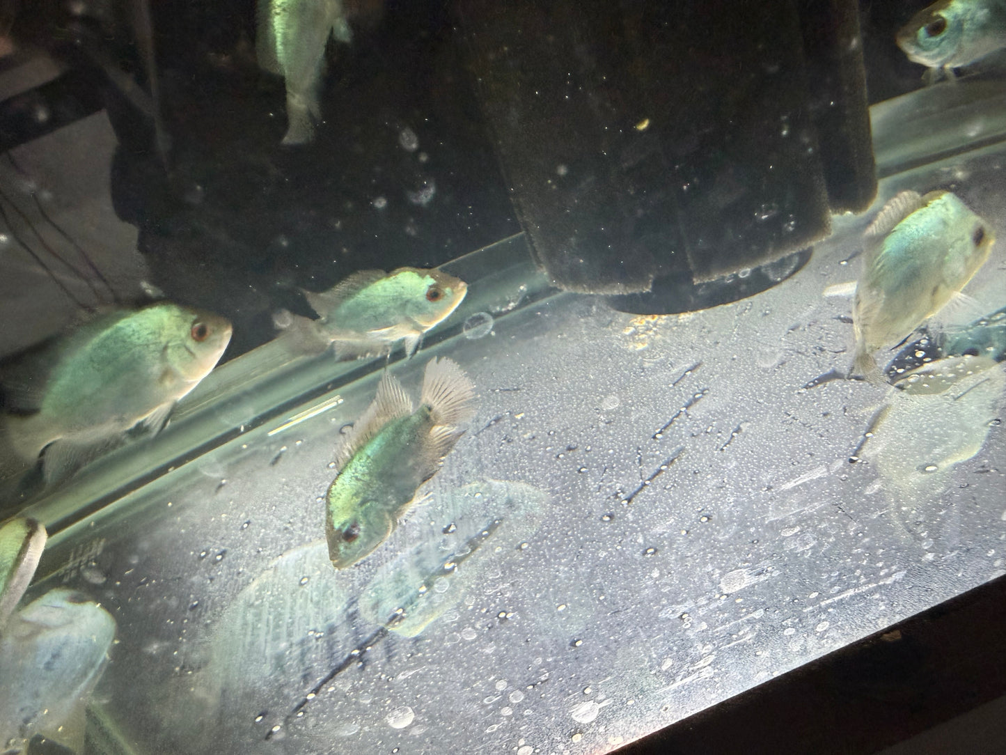 Titanium Blue Flowerhorn Cichlid 2.5-3.5 Inch Live Freshwater Fish Rare XL