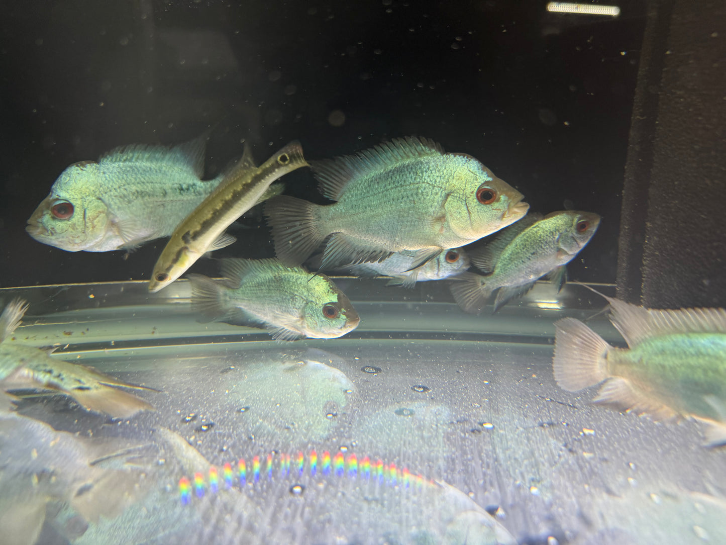 Titanium Blue Flowerhorn Cichlid 2.5-3.5 Inch Live Freshwater Fish Rare XL