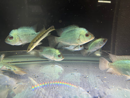 Titanium Blue Flowerhorn Cichlid 2.5-3.5 Inch Live Freshwater Fish Rare XL
