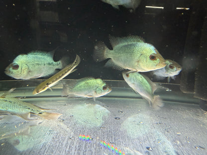 Titanium Blue Flowerhorn Cichlid 2.5-3.5 Inch Live Freshwater Fish Rare XL