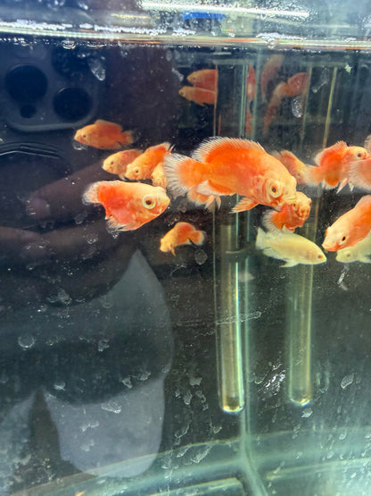 Chili Red Oscar 1.5-2 Inch Live Freshwater Cichlid Aquarium Fish Rare XL