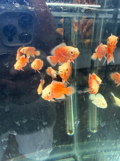 Chili Red Oscar 1.5-2 Inch Live Freshwater Cichlid Aquarium Fish Rare XL