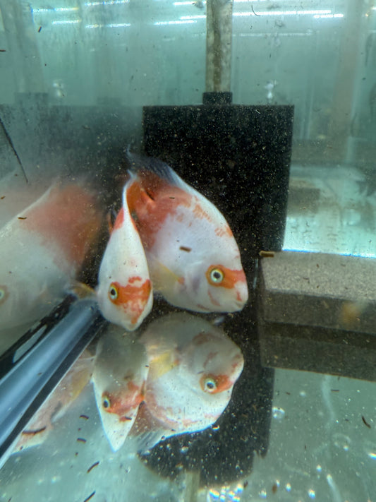Red & White Parrot Cichlid 3.5–4.5” – Rare Color Morph – Live Freshwater Fish